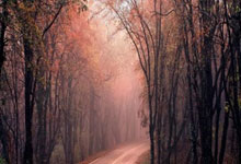 世界杯-F1官方：受中东局势影响，巴林站和沙特站比赛取消